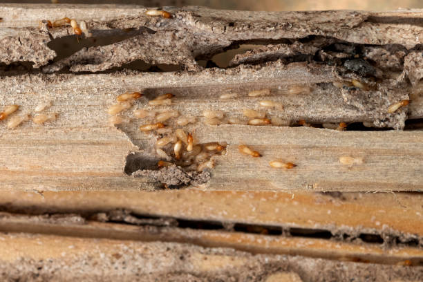 Best Insect Control  in Fort Pierce North, FL